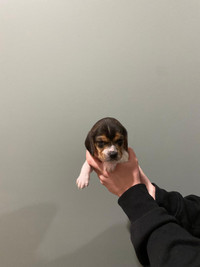 Ready to go! 2 AVAILABLE purebred beagle puppies for sale