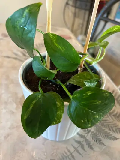 Beautiful variegated photos, View more