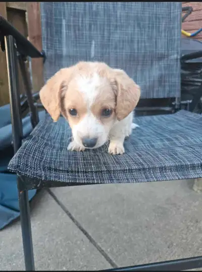 puppies for sale, View more