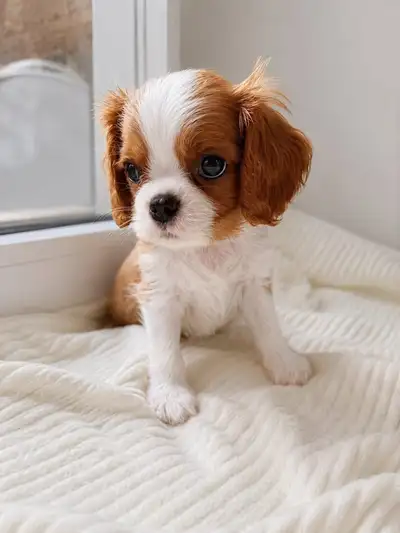 CKC Registered Cavalier King Charles Show Quality, View more