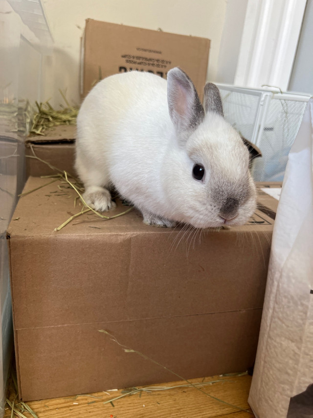 lapin nain ，dwarf rabbit  dans Petits animaux à adopter  à Ville de Montréal - Image 4