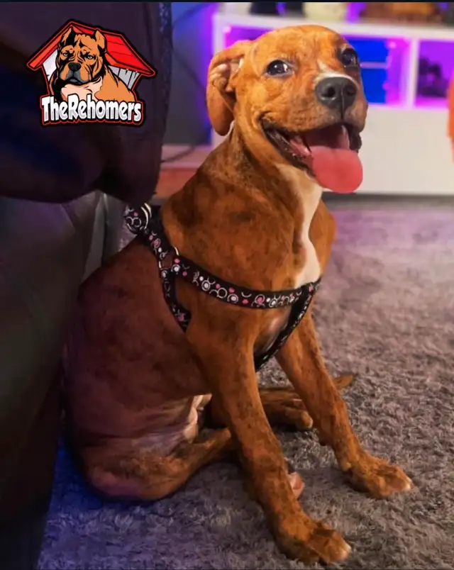Therehomers in Registered Shelter / Rescue in City of Toronto - Image 8