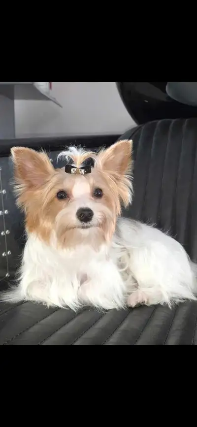 Yorkie Boy ❤️ LAST PUP, View more