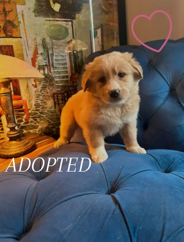 ALL ADOPTED White German Shepherd golden doodle puppies in Dogs & Puppies for Rehoming in Laval / North Shore - Image 9
