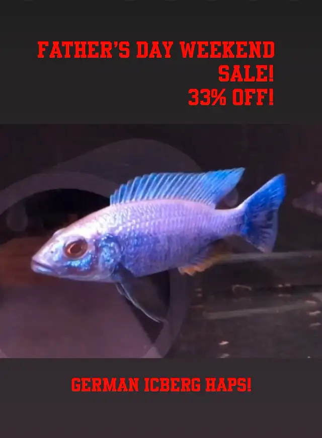 lots of new fish in stock African cichlids fish! in Fish for Rehoming in Mississauga / Peel Region - Image 3