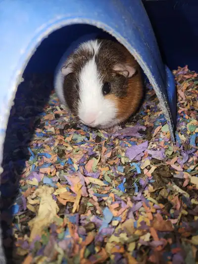guinea pig, View more