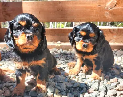 Magnifiques chiots cavalier king charles, 2 mâles noire et feu prêt à partir, ils sont vacciné, verm...