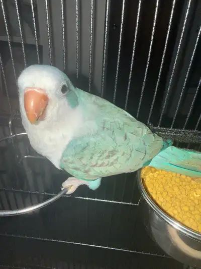 Quaker 3 months , View more