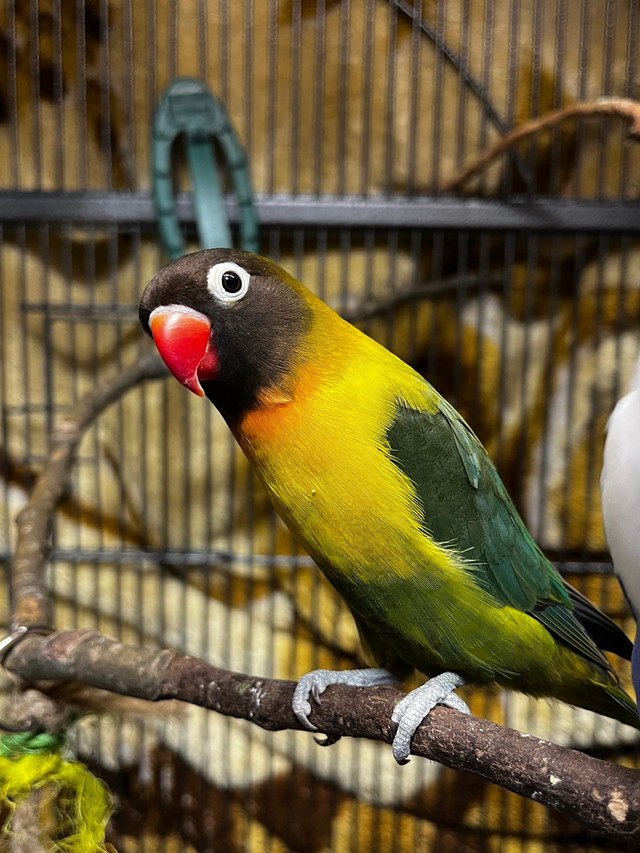 Fischer Lovebirds | Birds for Rehoming | Calgary | Kijiji