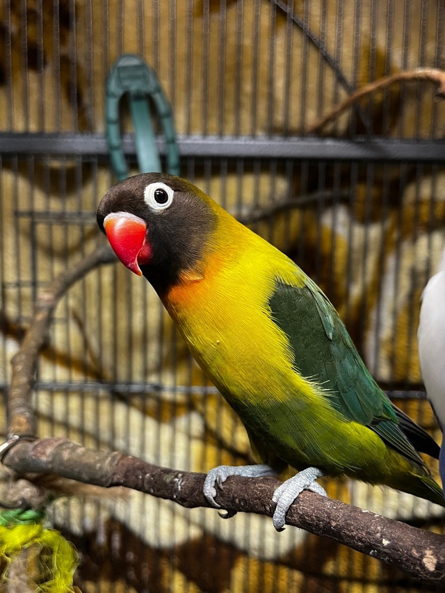 Fischer Lovebirds Birds for Rehoming Calgary Kijiji