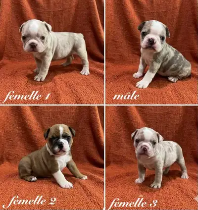 Magnifiques chiots Boston Terrier, View more