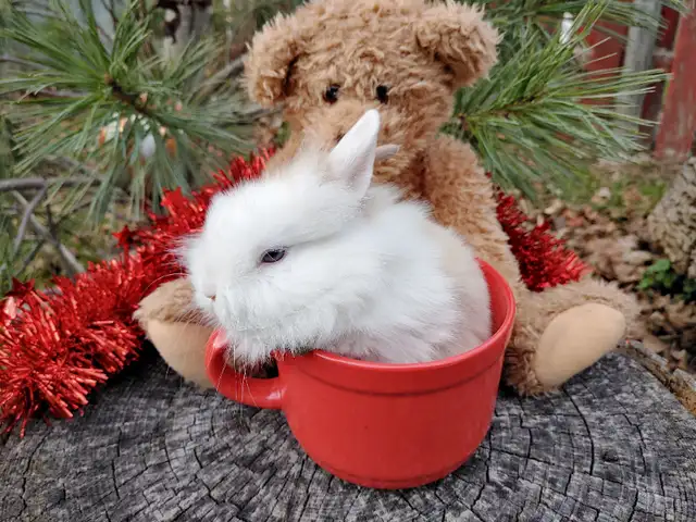 EXTRAORDINARY NETHERLAND DWARF, HOLLAND LOP, MINI REX, LIONHEAD in Small Animals for Rehoming in Cornwall - Image 7