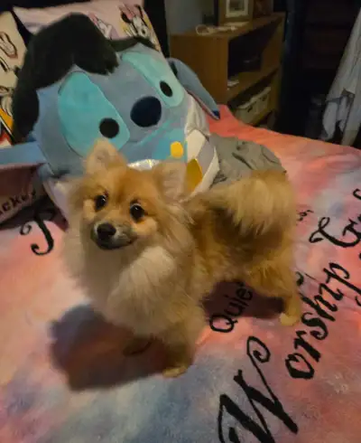 Affordable purebred  pomeranians for  sale 647 771 3860, View more