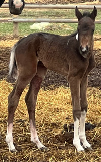2024 dark bay/brown tobiano filly
