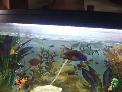 I have 2 african cichlids for sale blue and orange males $20 each or both $30 3 to 4 inches Pickup l...