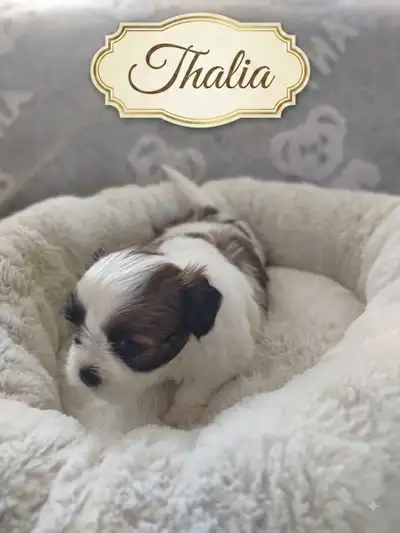 Shih Tzu Female Puppies, View more