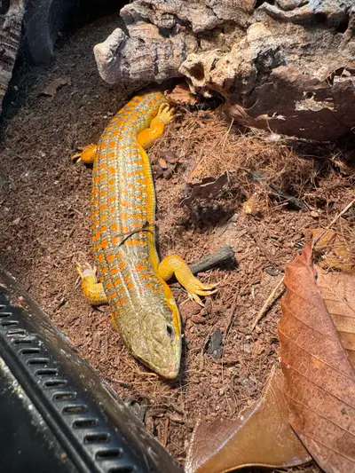 Schneider skink PENDING, View more