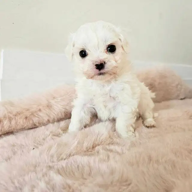 purebred premium mini Korean Maltese puppies in Dogs & Puppies for Rehoming in Kitchener / Waterloo - Image 6