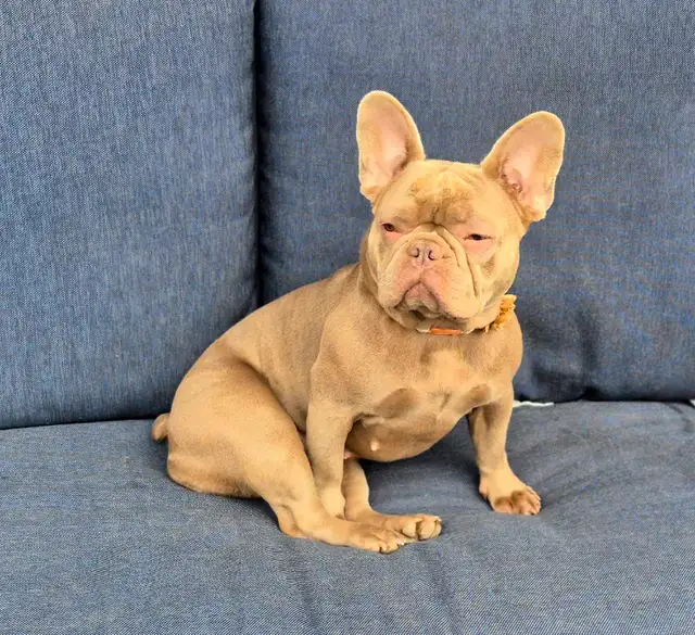 Recherche familles d'accueil pour bouledogues français in Dogs & Puppies for Rehoming in Longueuil / South Shore - Image 6