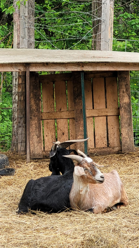 Purebred, papered Kiko goat buck (proven breeder) with weather in Livestock in Pembroke