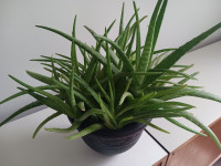 Aloe Vera House Plant for sale -- $15