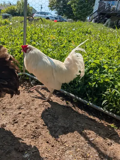 Ameraucana rooster, View more