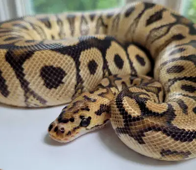 Ball Python Available , View more