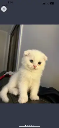 Scottish fold Bi-coloured eye kitten 