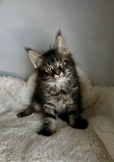 Maine Coon Kittens, View more