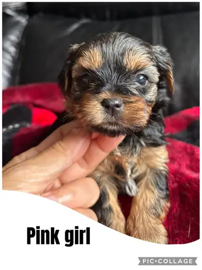 Yorkshire Terrier Puppies, View more