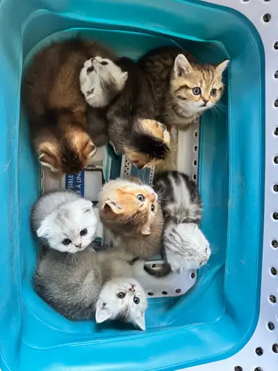 Purebreed  British straight / Scottish fold short hair, View more