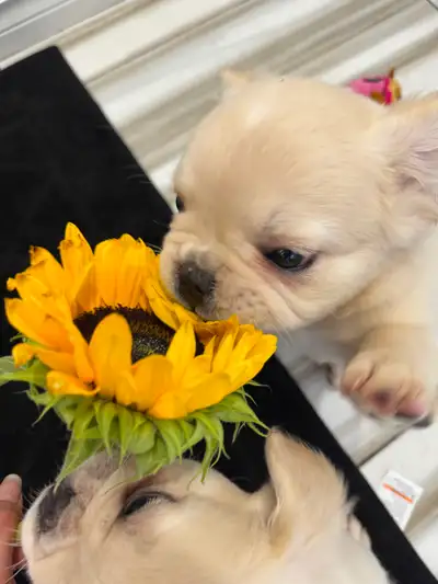 French bulldog Fluffy puppies, View more