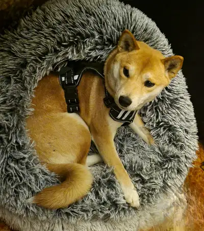 Sweet Female Shiba, View more