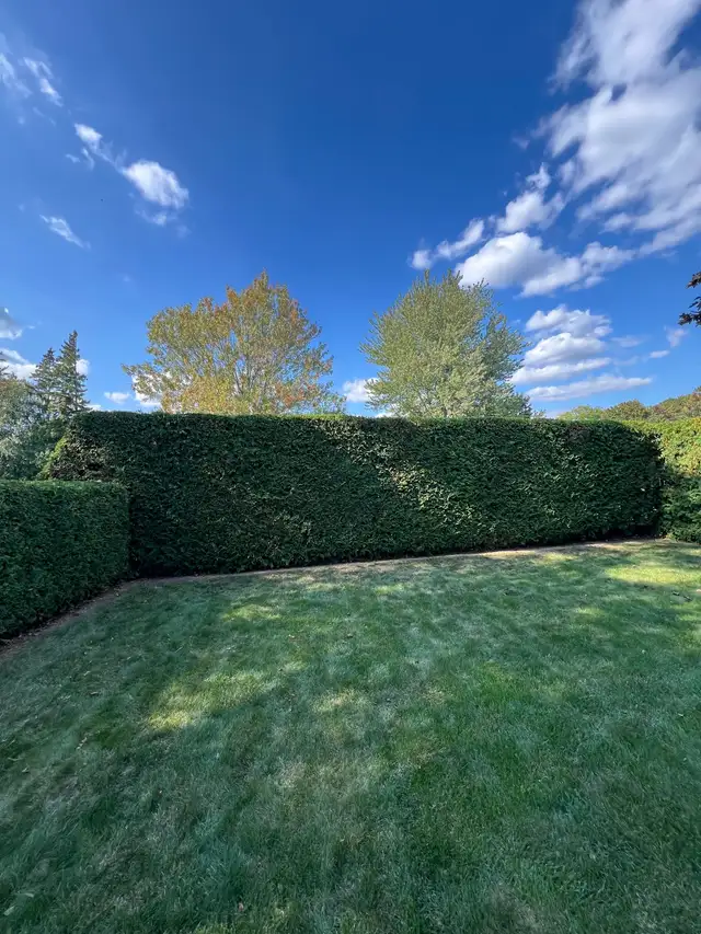 Fall Clean ups64519979472129120