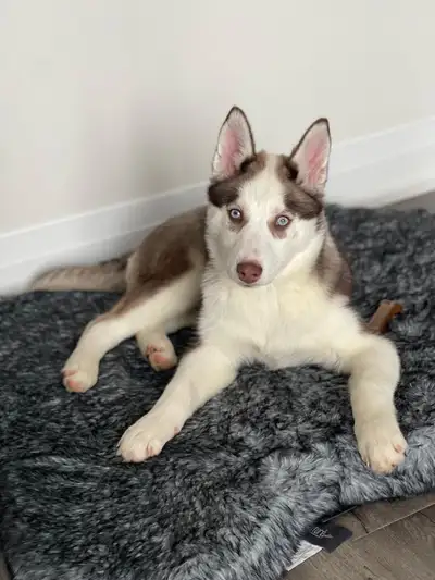 Name: Hazel Date of Birth: October 21, 2024 Breed: Purebred Siberian Husky Vaccination status: Fully...