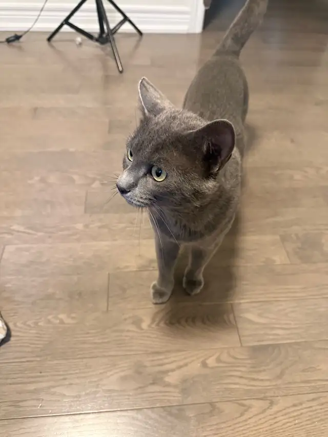Russian blue  male cat.       Taking offers in Cats & Kittens for Rehoming in Oakville / Halton Region - Image 4