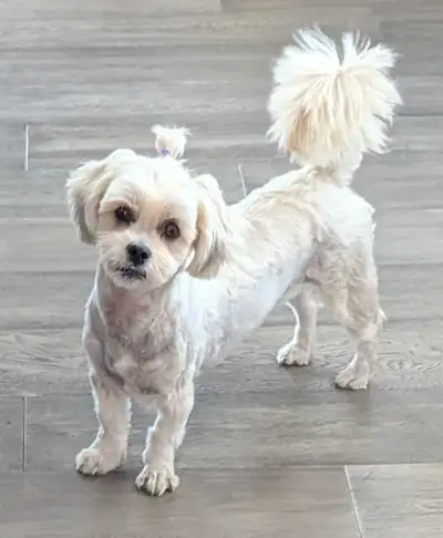 Beautiful 17mth Morkie for Rehoming, View more