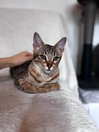 Lyra est âgé de 8 mois. C’est une femelle très affectueuse, douce, elle adore jouer et elle très act...