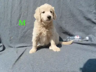 F1 mini golden doodles, View more