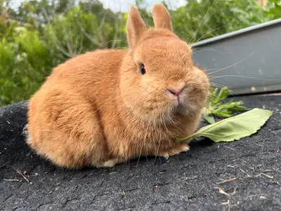small bunny, View more
