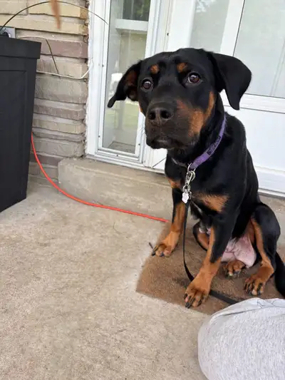 Rottweiler, View more