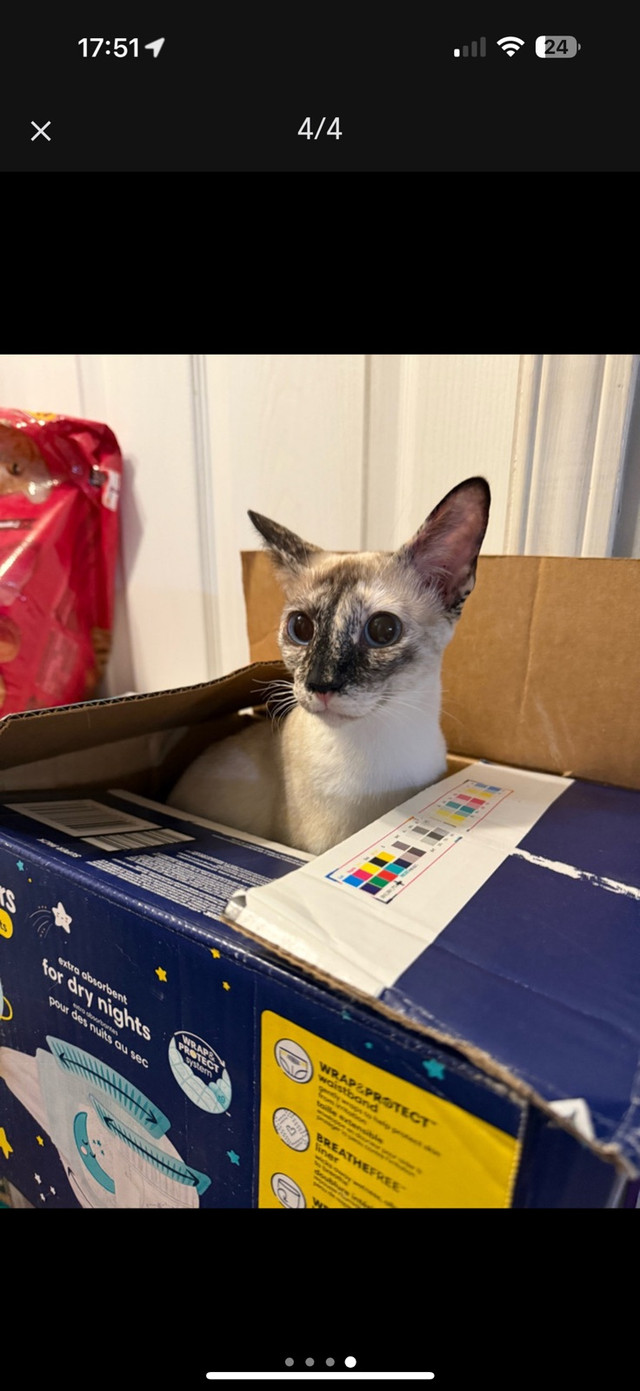 siamois à vendre  dans Chats et chatons à adopter  à Laval/Rive Nord - Image 3