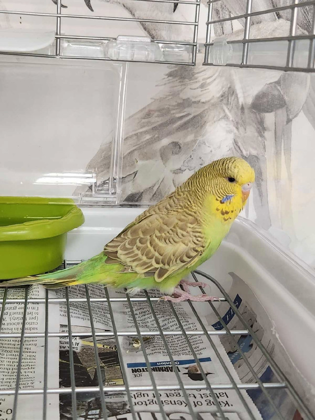 Baby English Budgies Females in Birds for Rehoming in Mississauga / Peel Region - Image 2