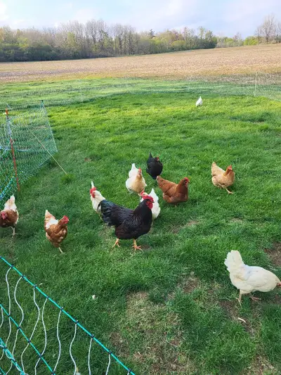 free run eggs, View more