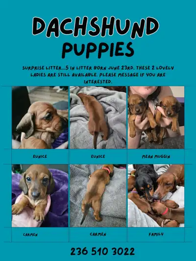 Adorable Dachshund Puppies!, View more