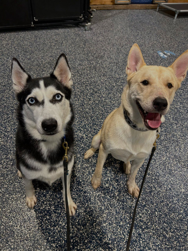 Female Husky with blue eyes dans Chiens et chiots à adopter  à Laval/Rive Nord - Image 3