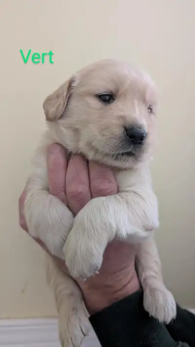 chiots golden retriever, View more