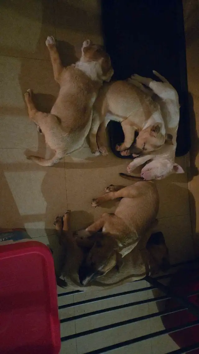 chiots a vendre in Dogs & Puppies for Rehoming in City of Montréal - Image 11