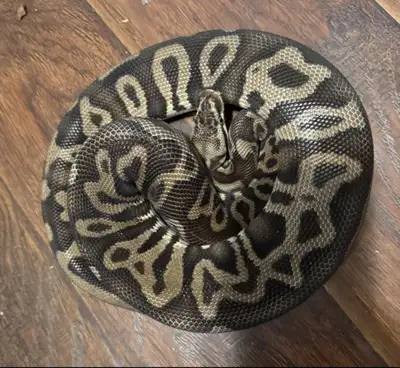 Ppu - Free Male Pastel Leopard Het Clown, View more