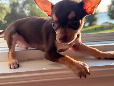 chihuahua puppies, View more